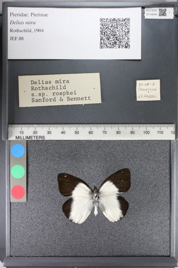 Media type: image;   Entomology 128268